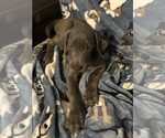 Small Photo #5 Great Dane Puppy For Sale in MILTON, FL, USA