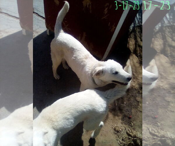 Medium Photo #12 Mutt Puppy For Sale in Apple Valley, CA, USA