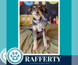 Mutt Dogs for adoption in Kimberton, PA, USA