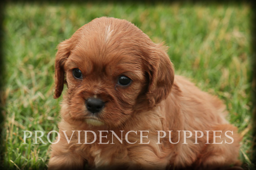 Medium Photo #1 Cavalier King Charles Spaniel Puppy For Sale in WAYLAND, IA, USA