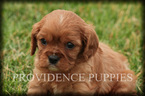 Small Photo #1 Cavalier King Charles Spaniel Puppy For Sale in WAYLAND, IA, USA