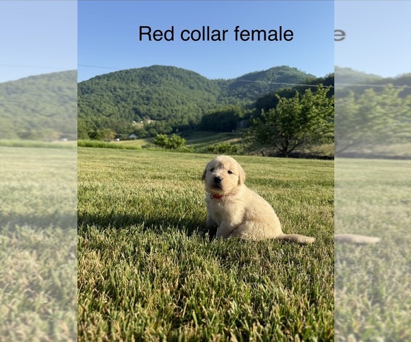 Medium Photo #1 Golden Retriever Puppy For Sale in ARARAT, VA, USA