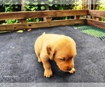 Small #5 Golden Retriever