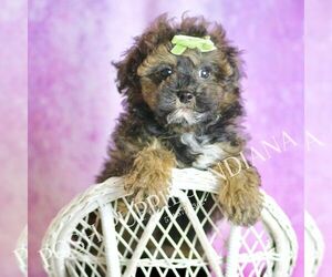 Poodle (Toy) Puppy for sale in WARSAW, IN, USA