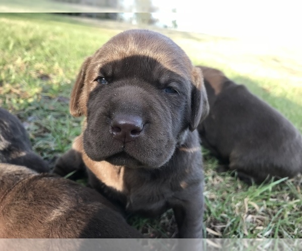 Medium Photo #5 Labrador Retriever Puppy For Sale in CHESNEE, SC, USA
