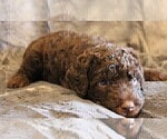 Small Photo #8 Labradoodle Puppy For Sale in JOPLIN, MO, USA