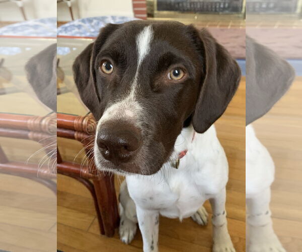 Medium Photo #4 Brittany-Unknown Mix Puppy For Sale in Curwensville, PA, USA