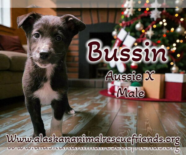 Medium Photo #6 Australian Shepherd-Unknown Mix Puppy For Sale in Anchorage, AK, USA