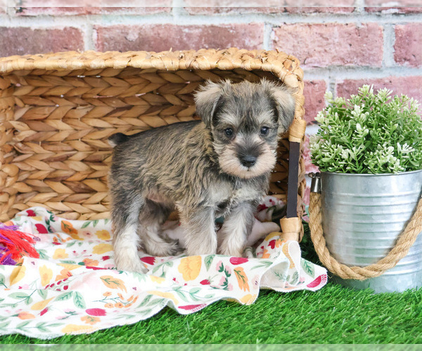 Medium Photo #6 Schnauzer (Miniature) Puppy For Sale in SYRACUSE, IN, USA