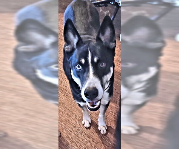 Medium Photo #4 Siberian Husky-Unknown Mix Puppy For Sale in Rutherfordton, NC, USA