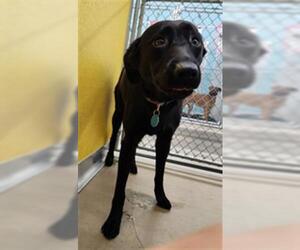 Labrador Retriever-Unknown Mix Dogs for adoption in Temple, TX, USA