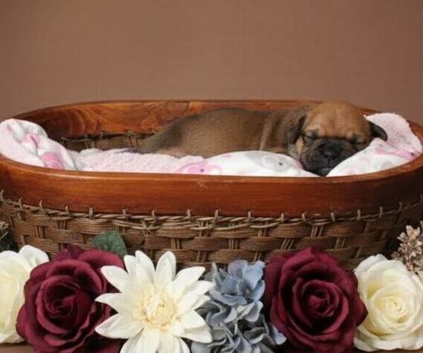 Medium Photo #22 Olde English Bulldogge Puppy For Sale in WRIGHT CITY, MO, USA