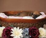 Small #21 Olde English Bulldogge