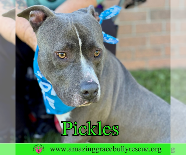 Medium Photo #5 American Bulldog-Unknown Mix Puppy For Sale in Pensacola, FL, USA