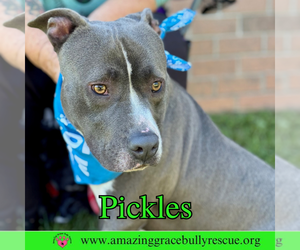 Pickles - Male American Bulldog-Unknown Mix Dog for Adoption - Photo #5