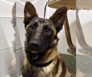Mutt Dogs for adoption in Imlay City, MI, USA