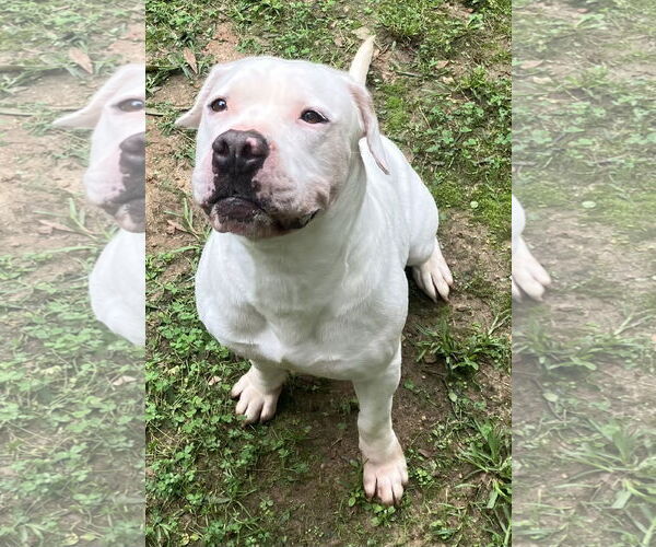 Medium Photo #16 American Bulldog Puppy For Sale in Lexington, SC, USA