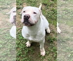 Small #15 American Bulldog