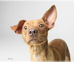 Small #1 Chihuahua Mix