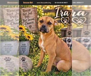 Boxer Dogs for adoption in Benton, PA, USA