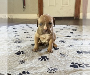 American Bully Puppy for sale in MAPLE HEIGHTS, OH, USA
