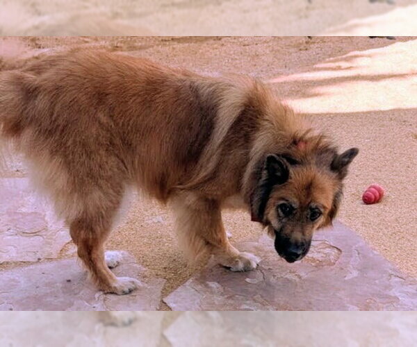 Medium Photo #4 Chow Chow-Unknown Mix Puppy For Sale in Pena Blanca, NM, USA