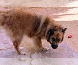WILLOW - Female Chow Chow-Unknown Mix Dog for Adoption - Photo #4