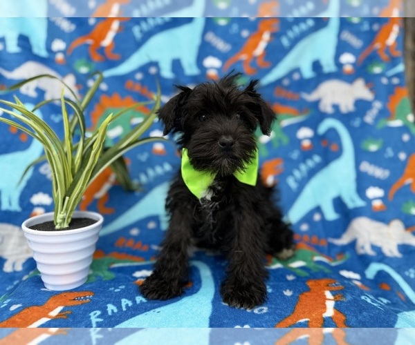 Medium Photo #4 Schnauzer (Miniature) Puppy For Sale in LAKELAND, FL, USA