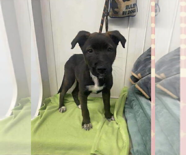 Medium Photo #4 Shepradors Puppy For Sale in Aurora, IN, USA