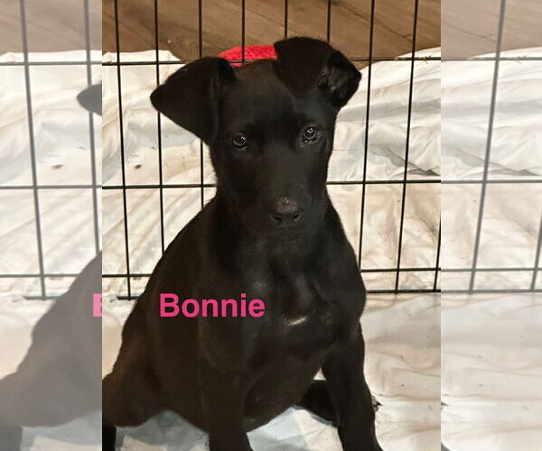 Medium Photo #1 Great Dane-Unknown Mix Puppy For Sale in Jackson Township, NJ, USA