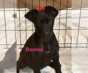 Great Dane-Unknown Mix Dogs for adoption in Jackson Township, NJ, USA