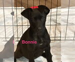 Small Great Dane Mix
