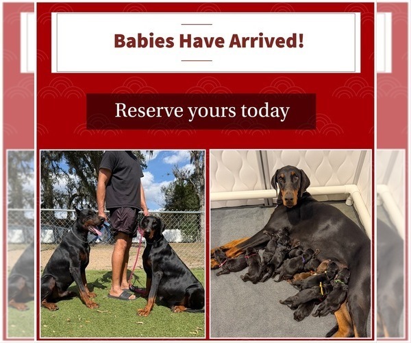 Medium Photo #6 Doberman Pinscher Puppy For Sale in LAKELAND, FL, USA
