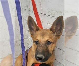 Mutt Dogs for adoption in San Bernardino, CA, USA