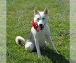 Small #6 Siberian Husky Mix