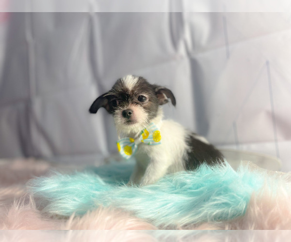 Medium Photo #1 ShiChi Puppy For Sale in KINSTON, NC, USA