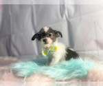 Small Photo #1 ShiChi Puppy For Sale in KINSTON, NC, USA