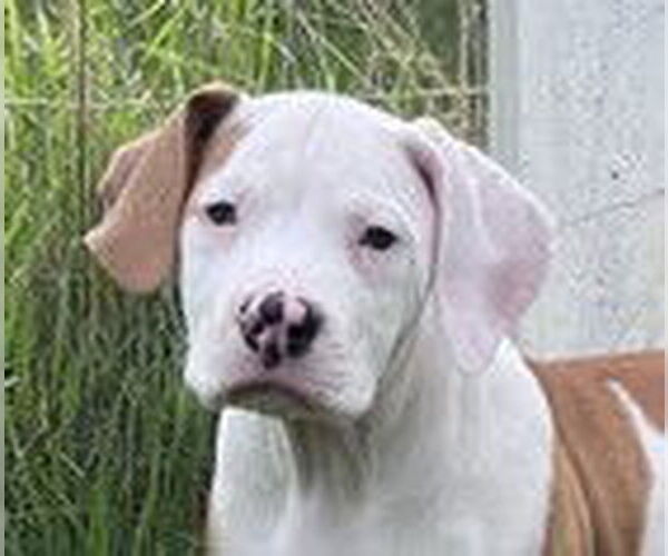 Medium Photo #2 Pointer-Treeing Walker Coonhound Mix Puppy For Sale in Fremont, CA, USA