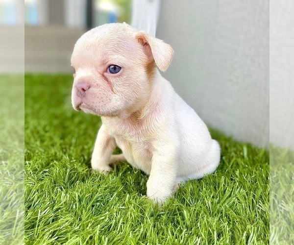 Medium Photo #87 French Bulldog Puppy For Sale in ORLANDO, FL, USA