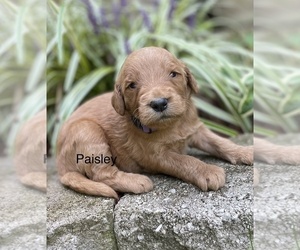 Goldendoodle Puppy for sale in FORDLAND, MO, USA