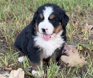 Bernese Mountain Dog Puppy for Sale in NORWOOD, Missouri USA