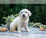 Small #1 English Cream Golden Retriever