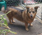 Small #6 German Shepherd Dog-Pembroke Welsh Corgi Mix