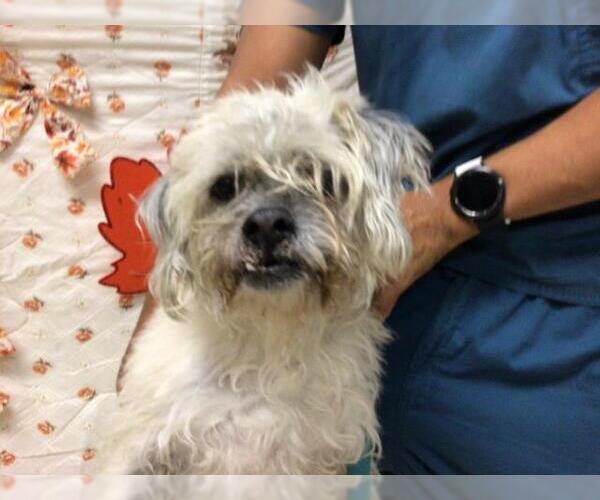 Medium Photo #1 Mutt Puppy For Sale in Riverside, CA, USA