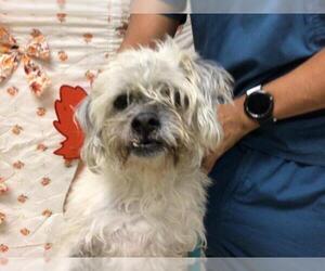 Mutt Dogs for adoption in Riverside, CA, USA