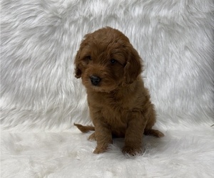 Goldendoodle Puppy for sale in WITHEE, WI, USA