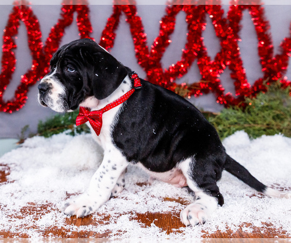 Medium Photo #6 Great Dane Puppy For Sale in WAKARUSA, IN, USA