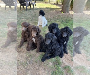 Poodle (Standard) Puppy for sale in MERCERSBURG, PA, USA
