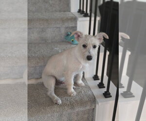 Butter - Male Mutt Dog for Adoption - Photo #4