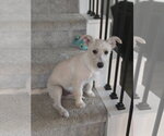 Small #3 Mutt